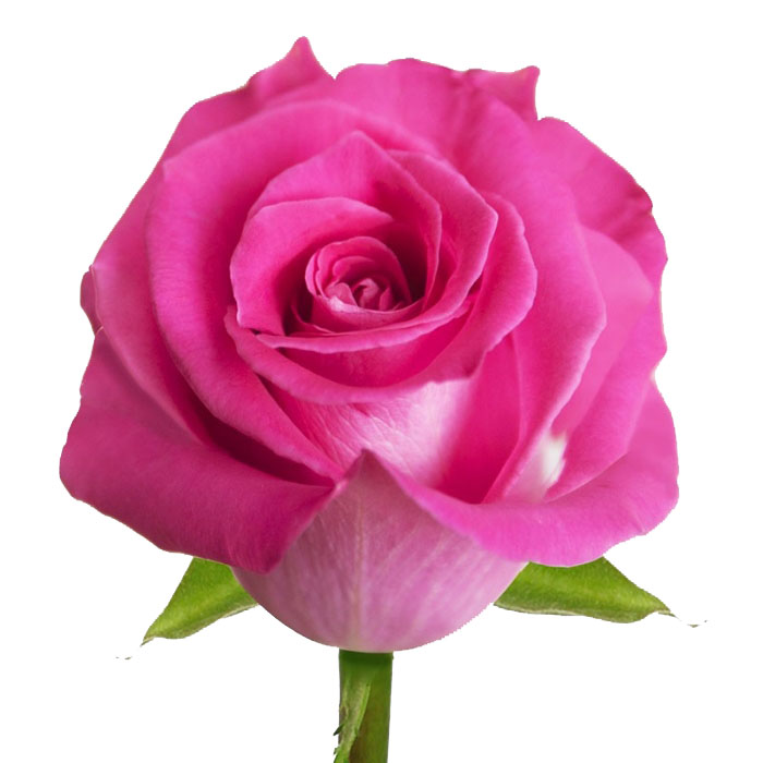 Сорта Роз, ассортимент цветов